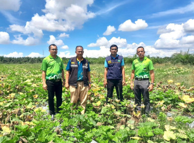ลงพื้นที่ตรวจเยี่ยมการรวบรวมฟักทองของสมาชิกของสมาชิกสหกรณ์การเกษตรระโนด จำกัด ... พารามิเตอร์รูปภาพ 1