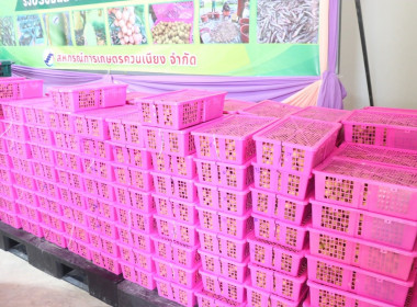 กระจายลำไยภาคเหนือตามโครงการ ... พารามิเตอร์รูปภาพ 3