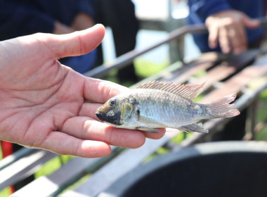 เข้าร่วมกิจกรรม “ลงแขก ลงคลอง ตามล่าปลาหมอคางดำ” พารามิเตอร์รูปภาพ 12