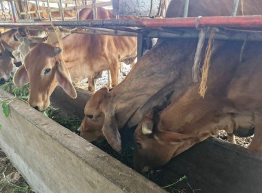 ติดตามการดำเนินงานกลุ่มแปลงใหญ่สหกรณ์การเกษตรระโนด จำกัด ... พารามิเตอร์รูปภาพ 6