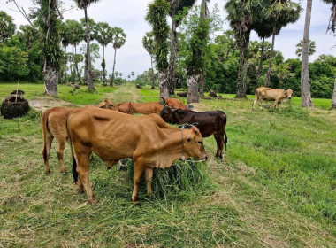 ติดตามการดำเนินงานกลุ่มแปลงใหญ่สหกรณ์การเกษตรกระแสสินธุ์ ... พารามิเตอร์รูปภาพ 2