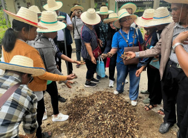 เข้าร่วมโครงการศึกษาดูงานศูนย์เรียนรู้เศรษฐกิจพอเพียงร่วมกับสหกรณ์การเกษตรสทิงพระ จำกัด ... พารามิเตอร์รูปภาพ 6