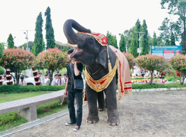 งานประเพณีบูชาทวดช้าง ประจำปี 2569 พารามิเตอร์รูปภาพ 7