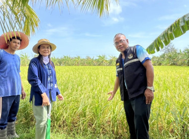 ตรวจเยี่ยมศูนย์เรียนรู้เศรษฐกิจพอเพียงการปลูกพืชผสมผสานตามรอยพ่อ ร.9 ... พารามิเตอร์รูปภาพ 2